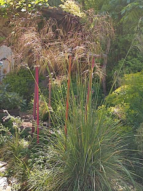 Stipa gigantea 2021 05