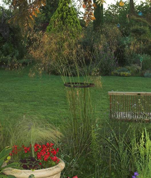 Stipa gigantea