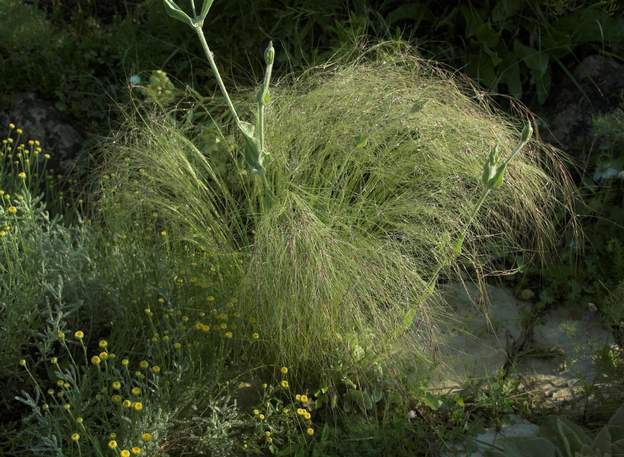 Stipa tenuifolia