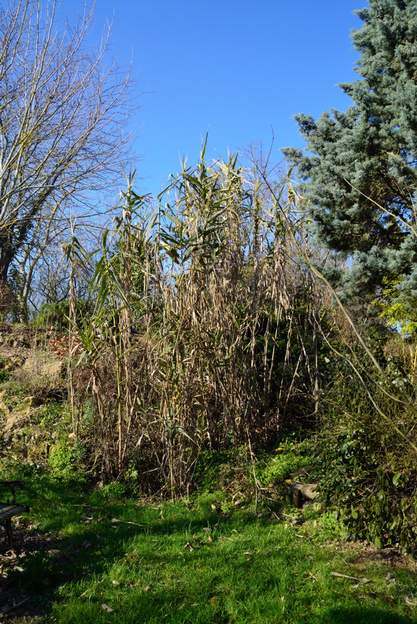 Arundo donax 'Variegata' 2 La pauvre canne de Provence à la sortie de l'hiver, elle n'est pas morte, mais il faut quand même tout couper à ras pour obtenir l'effet voulu !