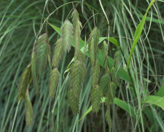 Chasmanthium latifolium 2