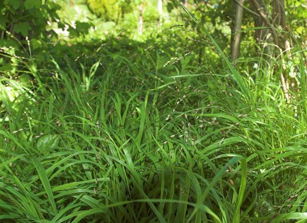 Melica uniflora 1 Une graminée sauvage dans toute la France. On ne sait pas pourquoi elle est là. Ravissante, elle s'étend peu à peu en sous-bois clair.