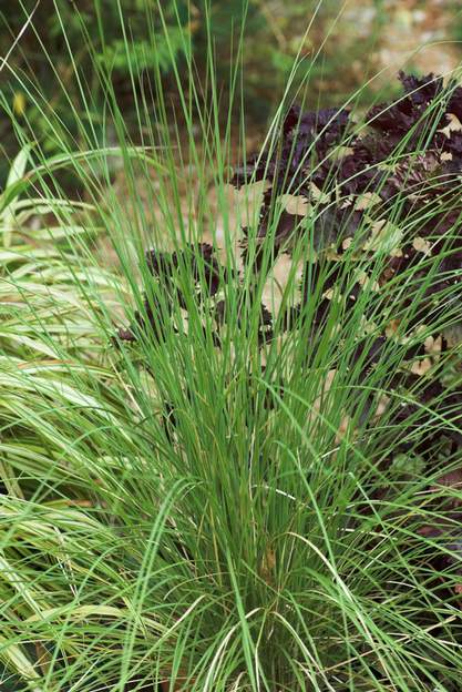 Molinia caerulea 'Danestral' 2