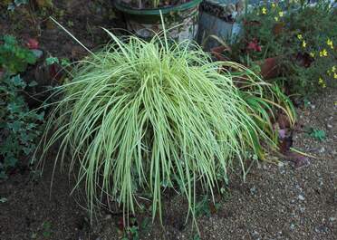 Carex Un chapitre spécial pour les Carex, qui ne sont pas des graminées, mais des cypéracées ou "fausse graminées" (poaceae et...