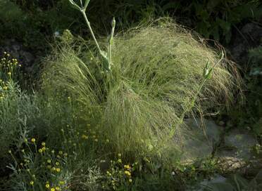 Stipa