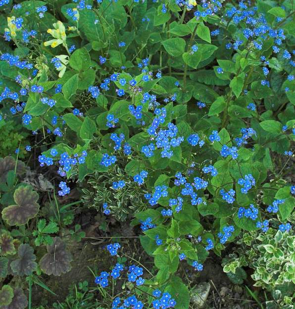 Brunnera macrophylla normale. Les Brunnera sont intéressantes à la fois par leurs fleurs printanières (c'est le 