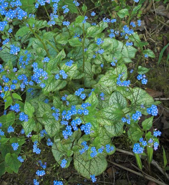 Brunnera 'Jack Frost' Ici une sous-espèce bien connue, aux feuilles argentées : 