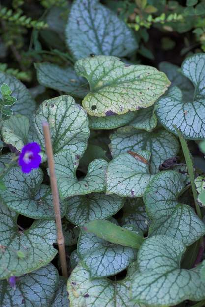 Brunnera 'Jack Frost' Son feuillage est particulièrement beau.