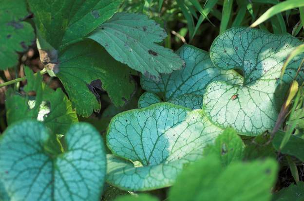 Les brunnera hybrides Elles se ressèment et s'hybrident dans le jardin !