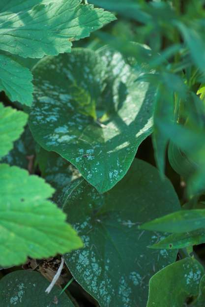 Les brunnera hybrides Donnant des feuilles plus ou moins argentées, maculées de blanc. Les fleurs sont toutes rigoureusement de la même couleur.