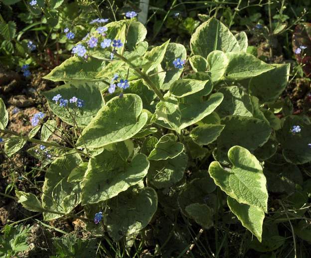 Les brunnera hybrides