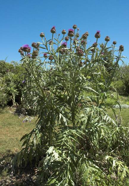 Cardon 2007 Cynara cardunculus . Très grande plante, qui repousse tous les ans. Le seul problème est qu'elle devient for moche fin juillet. il faut alors la rabattre à ras....
