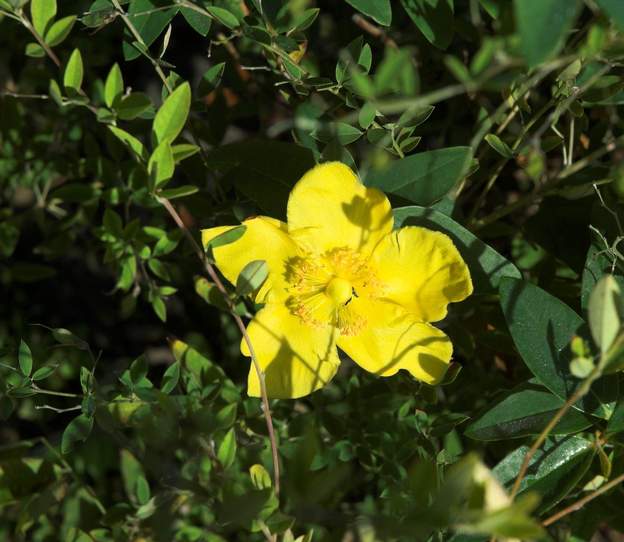 Hypericum patulum 'Hidcote' C'est le millepertuis arbustif Hidcote, semi-persistant.