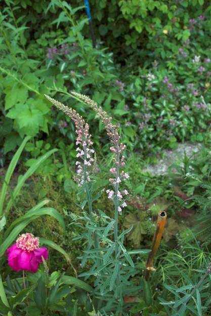 Linaria purpurea