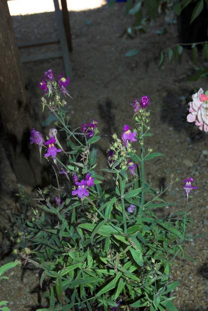 Linaria triornitophora 1