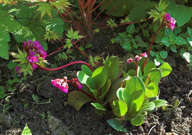 bergenia