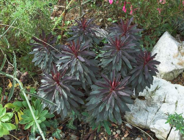 'Black Bird' 2010 C'est une mutation de Euphorbia Red Wing 'Charam' , elle même fille de amygdaloides et x martinii (cette dernière étant un hybride d'amygdaloides et characias)....