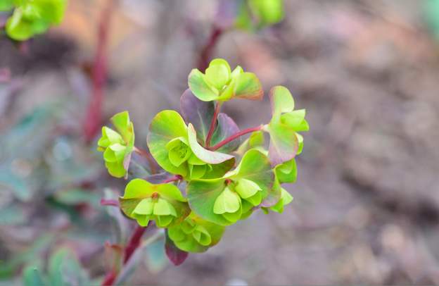 amygdaloides 'Purpurea' 3