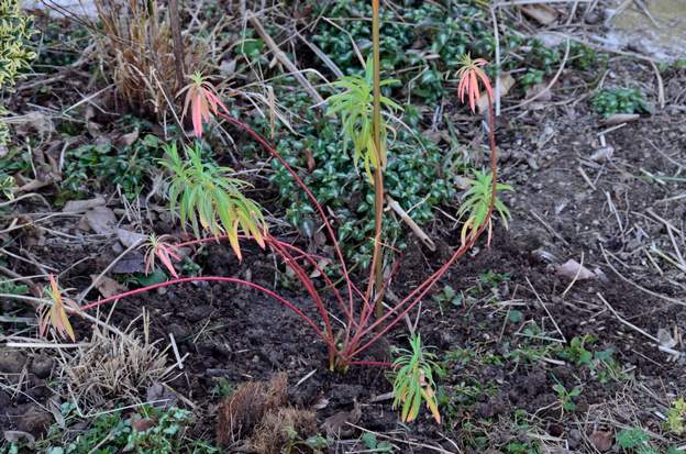 ceratocarpa 2013 de Filippi en janvier 2013, originaire de Sicile. Plantée dans le massif rose, tout près de la terrasse nord en février.