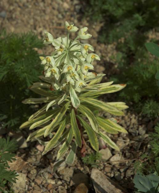 characias 'Burrow Silver' 2 Elle peut pousser comme la characias normale à 80 cm. Mais ici ce n'est pas le cas.