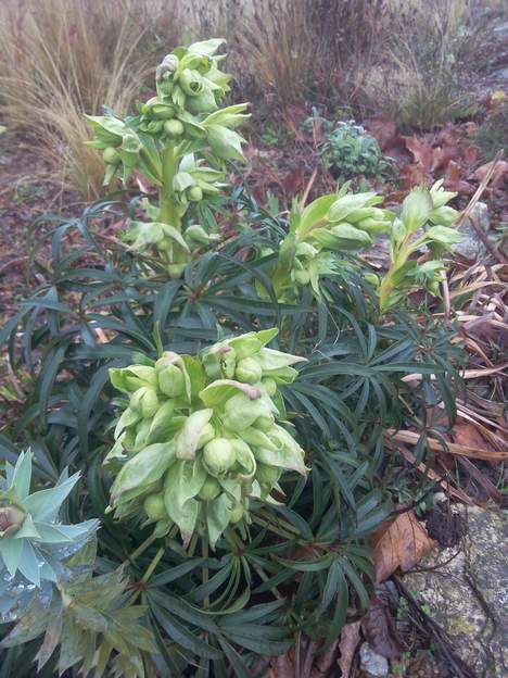 Lividus sauvage 2018 C'est un Hellébore spontané dans les environs. Helleborus lividus se distingue de Helleborus angutifo par sa taille moins élevée (40 cm), ses feuilles vert...