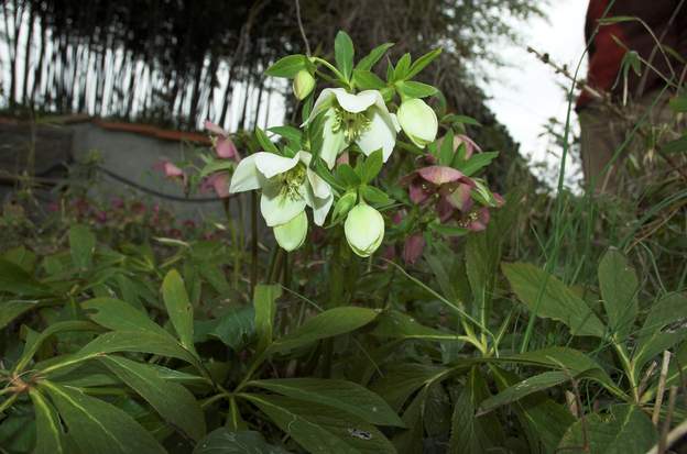 orientalis blanche Helleborus orientalis ; lequel ? difficile à dire, entre 'White' et 'Fleur blanche'. Quel dommage qu'ils s'entêtent à regarder le sol ! si jolie fleur.