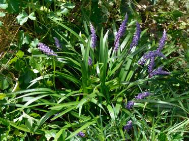 Liriopes et Ophiopogon
