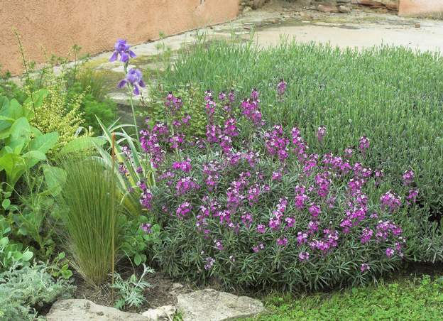 Erysimum alpinum 'Bowles' Les Erysimum sont nombreux, les giroflées les plus connues en font partie.