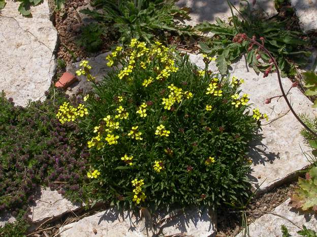 Erysimum alpinum 'Moonlight' très jolie plante de rocaille.