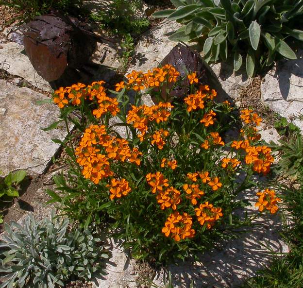 Erysimum perofskianum C'est l'Erysimum Afghan, il lui faut un terrain bien drainé. Dans une rocaille ça lui évite l'argile trempée.