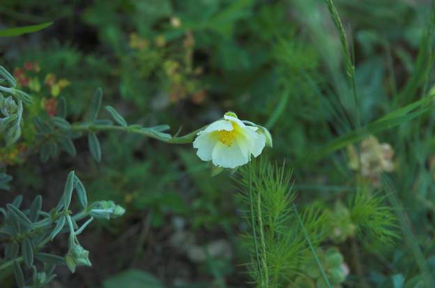 Helianthemum 3