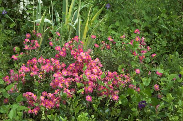 Helianthemum hybride Une plante de rocaille qui peut éventuellement servir de couvre-sol. Parfaite dans les bambous où elle ne sera pas envahie par l'herbe.