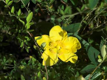 feuilles et fleurs