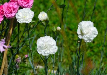 Œillets Les Dianthus se plaisent chez nous à condition de leur donner un espace vide ou mieux des pierres (les plaques de pierre...