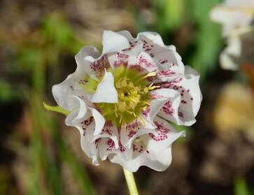 Hellébores Les hellébores (Helleborus) sont des plantes de la famille des Ranunculaceae. Après les hostas, puis les heuchères, ce...