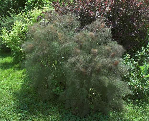 Foeniculum 'purpureum' Le fenouil pourpre qui se ressème partout, sans être envahissant, superbe, non ?