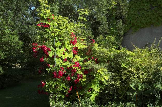 Humulus lupulus 'Aurea' le Houblon doré, qui s'harmonise particulièrement bien avec le rosier Cherry Meidiland.