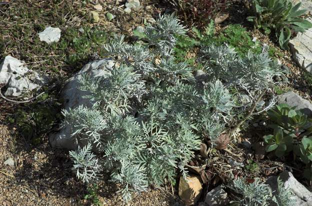 Senecio leucostachys Les senecios sont intéressants surtout pour leur feuillage gris, qui donnent une couleur de fond aux plantations aérées du parking.