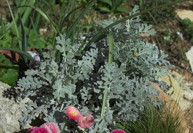 Senecio maritima