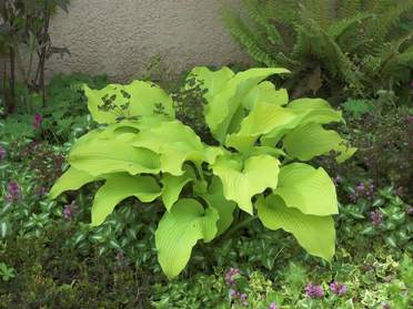 Hostas