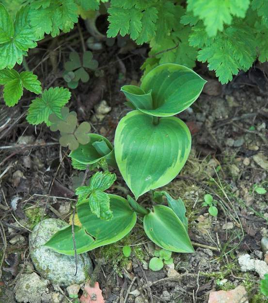 fortunei aureo marginata 1