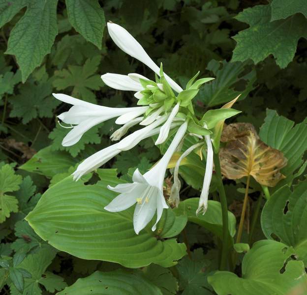 plantaginea 2 La fleur du plantaginea ne sort qu'en Août, pas tous les ans, il a du mal, vu le manque d'eau. Mais en 2007, il est superbe.