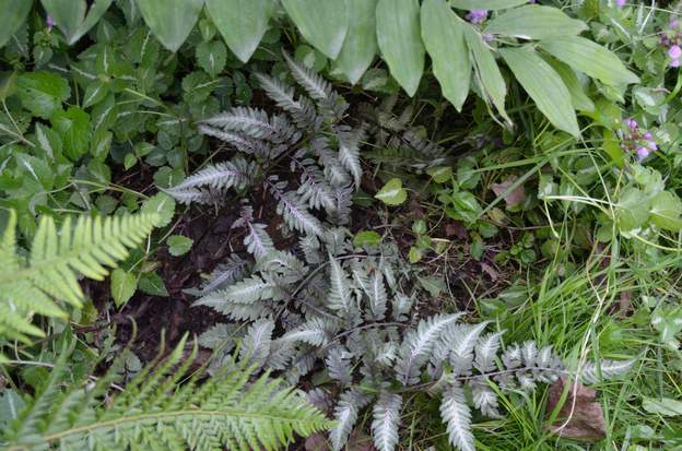 Athyrium niponicum 'Metallicum' Une fougère bien fragile, elle a du mal.Elle aime les sols plus légers et plus humides. Deux pieds végètent contre le mur nord ouest. En 20016 on a...