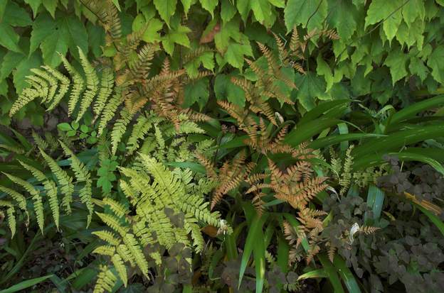 Dryopteris erythrosora 2011 06 Très cuivrées quand elles sont jeunes, les frondes passent au vert foncé ensuite.