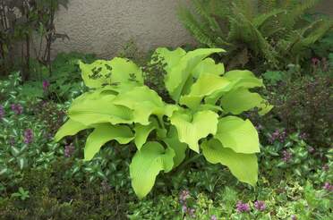 Hostas Il y a vraiment trop d'escagots et autres limaces dans le jardin. Il s'agit donc d'un In Memoriam .