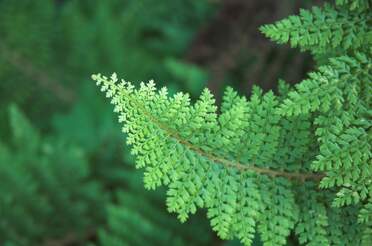 Fougères la plupart des fougères tolérent mal notre climat. Il faut trouver des coins un peu abrités. Elles sont toutes plantées...