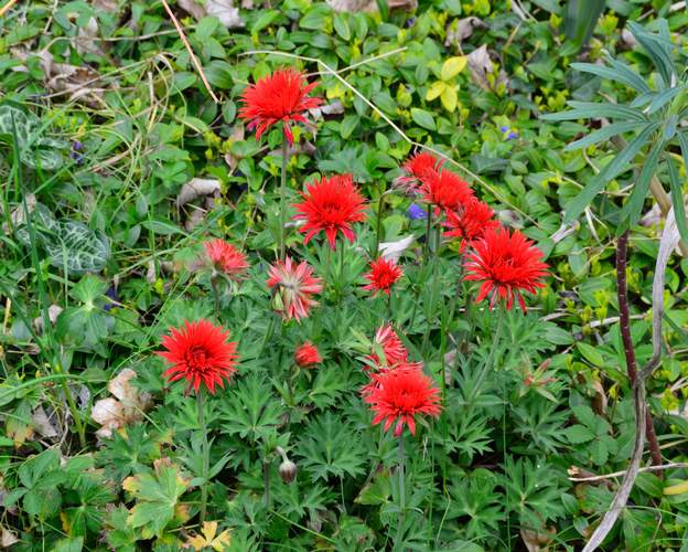 fulgens multipetala (0) ce serait un hybride pavonina et hortensis. En tous cas un magnifique rouge !