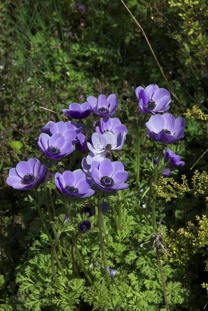 hortensis L'anémone des fleuristes, la plus grosse et la plus fleurie. Elle nous épate par sa vigueur, alors qu'on ne la soigne pas particulièrement.