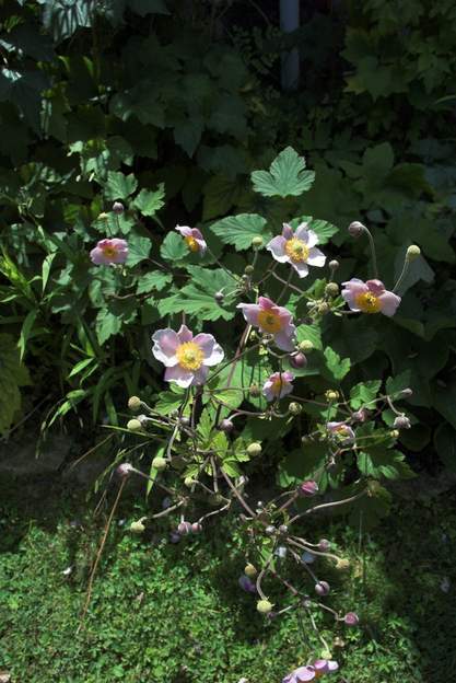 japonica rose 2