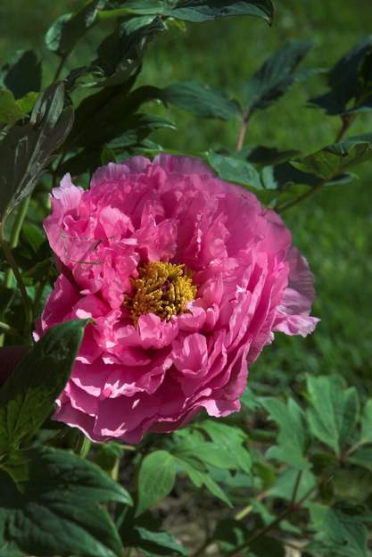 arbustive rose plantée en 2010, très semblable à une pivoine répandue ici dans tous les vieux jardins, toute rose et très costaude. En fait elle est morte l'année suivante.